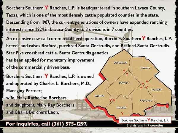 borchers southern y, South Texas Cattle Ranching, Santa Gertrudis, F-1 Braford, Victoria, Texas